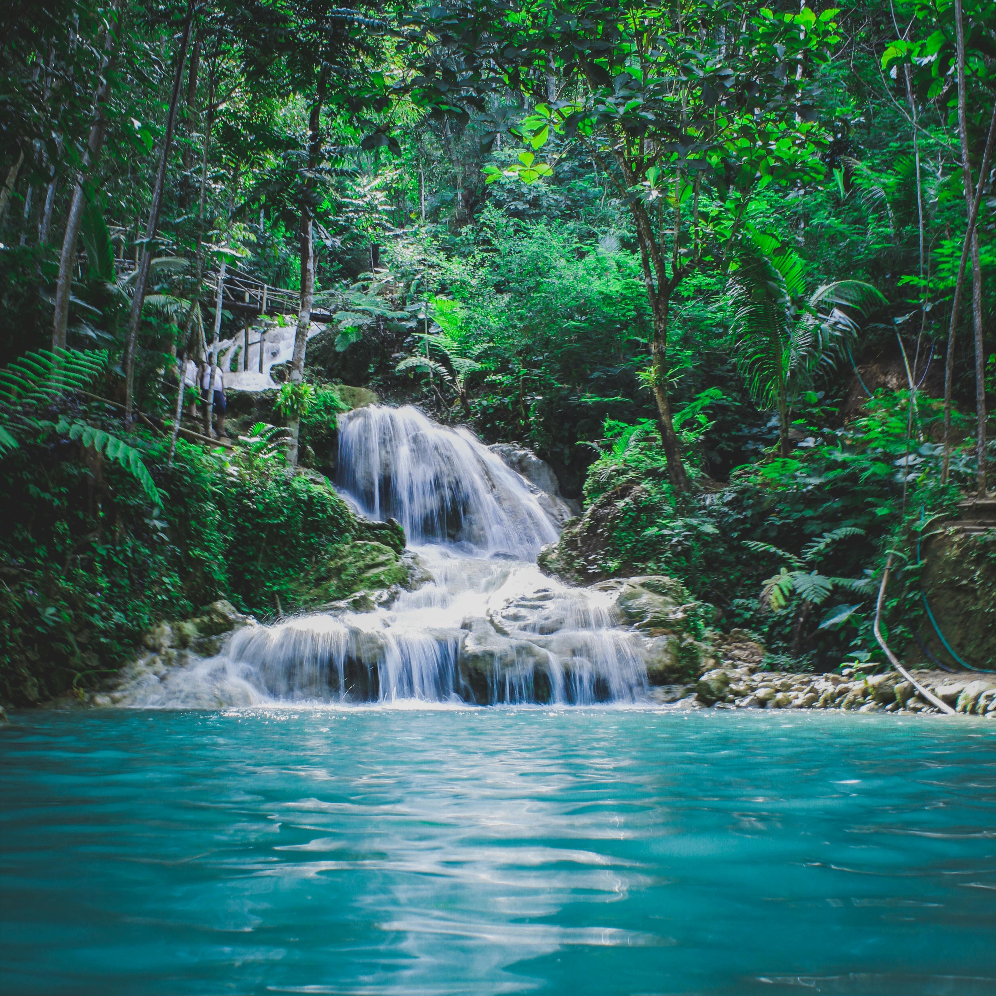 Stream of water coming out of the forest.